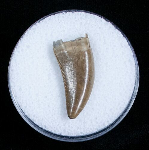 Superb Judith River Dromaeosaur (Raptor) Tooth #4048